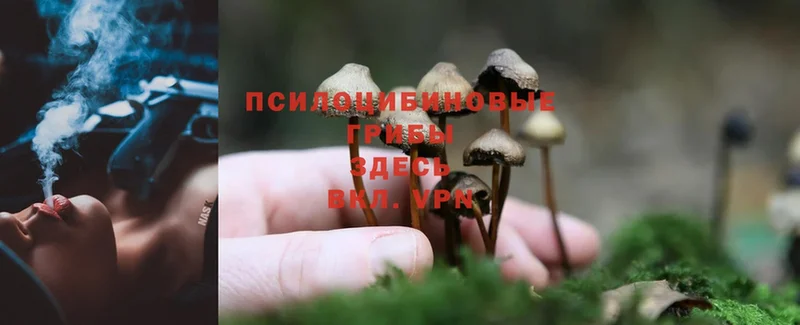 как найти   Завитинск  Псилоцибиновые грибы Psilocybine cubensis 